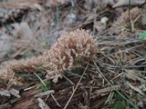 Ramaria curta image