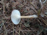 Clitocybe squamulosa image