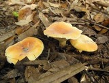 Lactarius hygrophoroides image