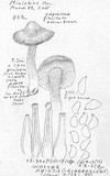 Inocybe abietis image