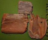 Pycnoporus sanguineus image