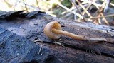 Psilocybe pelliculosa image