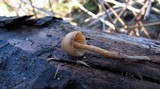 Psilocybe pelliculosa image