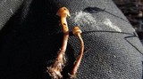 Psilocybe pelliculosa image
