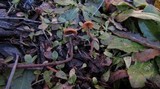 Psilocybe pelliculosa image