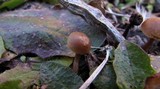 Psilocybe pelliculosa image