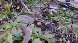 Psilocybe pelliculosa image