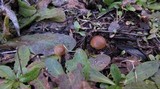 Psilocybe pelliculosa image