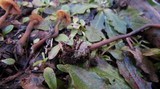 Psilocybe pelliculosa image