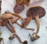 Laccaria vinaceobrunnea image