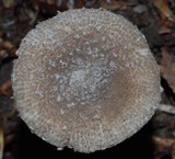 Amanita nehuta image