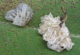 Marasmiellus inoderma image
