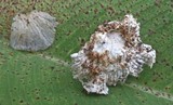 Marasmiellus inoderma image