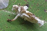 Marasmiellus inoderma image