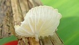 Marasmiellus inoderma image