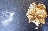 Marasmiellus inoderma image