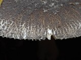 Amanita nehuta image
