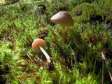 Nolanea cetrata f. minimospora image