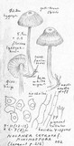 Nolanea cetrata f. minimospora image
