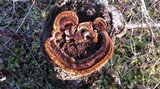 Gloeophyllum sepiarium image