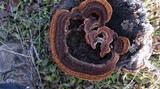 Gloeophyllum sepiarium image