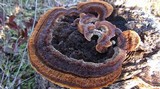 Gloeophyllum sepiarium image