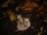 Cortinarius glaucopus image