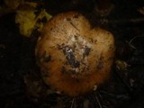 Cortinarius glaucopus image
