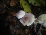 Cystolepiota bucknallii image