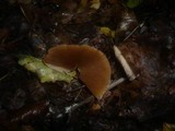 Entoloma hebes image