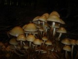 Hypholoma capnoides image