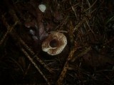 Lepiota echinella var. echinella image