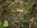 Macrocystidia cucumis image