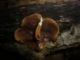 Peziza micropus image