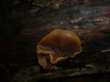 Peziza micropus image
