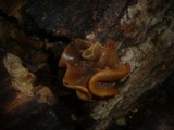 Peziza micropus image