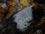Botryobasidium subcoronatum image