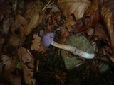 Cortinarius croceocaeruleus image