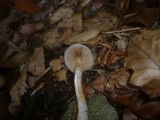 Cortinarius croceocaeruleus image