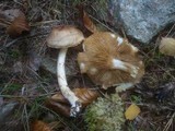 Cortinarius papulosus image