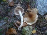 Cortinarius papulosus image