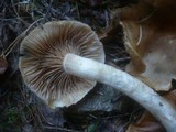 Cortinarius papulosus image