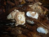 Postia fragilis image
