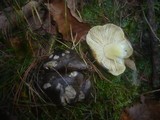 Tricholoma portentosum image