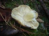 Tricholoma portentosum image