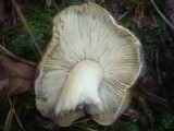 Tricholoma portentosum image