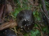Tricholoma portentosum image