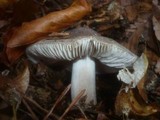 Tricholoma sciodes image