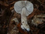Tricholoma sciodes image