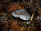 Tricholoma sciodes image